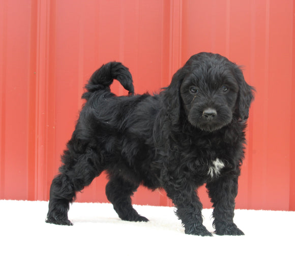 Mini Aussiedoodle For Sale Holmesville OH Female-Mercedes