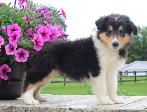 Collie Lassie For Sale Fredericksburg OH Male-Max