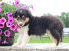 Collie Lassie For Sale Fredericksburg OH Male-Max