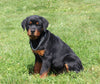 AKC Registered Rottweiler For Sale Sugarcreek OH Female-Nova