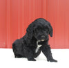 Mini Aussiedoodle For Sale Holmesville OH Female-Mila