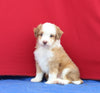 Mini Aussiedoodle For Sale Millersburg OH Male-Rocket