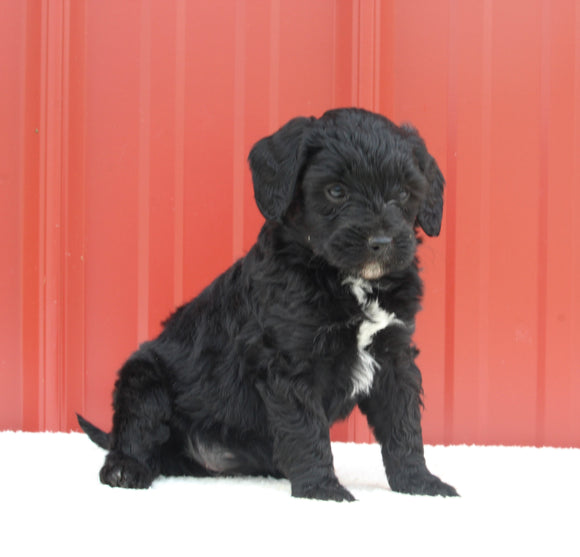 Mini Aussiedoodle For Sale Holmesville OH Female-Mila