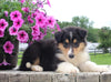 Collie Lassie For Sale Fredericksburg OH Male-Marshel