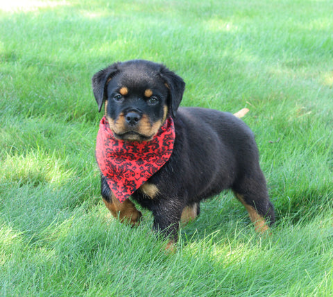 AKC Registered Rottweiler For Sale Sugarcreek OH Male-Thunder