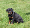 AKC Registered Rottweiler For Sale Sugarcreek OH Female-Cassidy