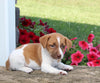 Jack Russell For Sale Millersburg OH Female-Shania