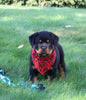 AKC Registered Rottweiler For Sale Sugarcreek OH Male-Thunder