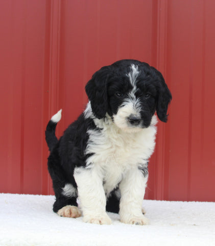 Mini Aussiedoodle For Sale Holmesville OH Male-Murphy