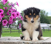 Collie Lassie For Sale Fredericksburg OH Male-Marshel