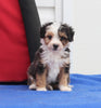 Mini Aussiedoodle For Sale Millersburg OH Male-Smokie