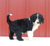 Mini Aussiedoodle For Sale Holmesville OH Male-Murphy