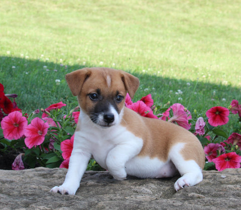 Jack Russell For Sale Millersburg OH Female-Shelly