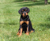 AKC Registered Rottweiler For Sale Sugarcreek OH Female-Pippa