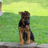 AKC German Shepherd For Sale Millersburg OH Female-Beaula