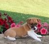 Jack Russell For Sale Millersburg OH Female-Shelly