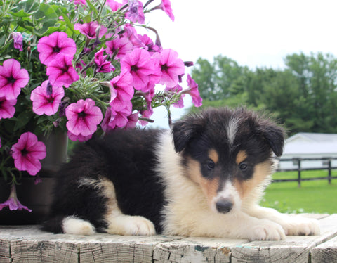 Collie Lassie For Sale Fredericksburg OH Male-Marc