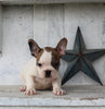 Frenchton For Sale Millersburg OH Male-Bryce