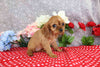 AKC Registered Cavalier KCS For Sale Wooster OH Female-Tina