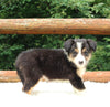 ABCA Registered Border Collie For Sale Warsaw OH Female-Lexy