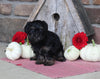 Yorkipoo For Sale Millersburg OH Male-Manny