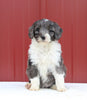 Mini Aussiedoodle For Sale Holmesville OH Female-Mayla