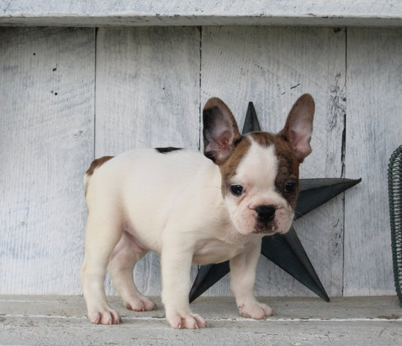 Frenchton For Sale Millersburg OH Male-Bryce