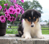 Collie Lassie For Sale Fredericksburg OH Male-Marc