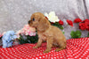 AKC Registered Cavalier KCS For Sale Wooster OH Female-Tina
