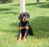 AKC Registered Rottweiler For Sale Sugarcreek OH Female-Lily