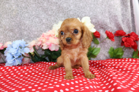 AKC Registered Cavalier KCS For Sale Wooster OH Female-Tina
