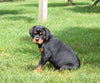 AKC Registered Rottweiler For Sale Sugarcreek OH Female-Lily