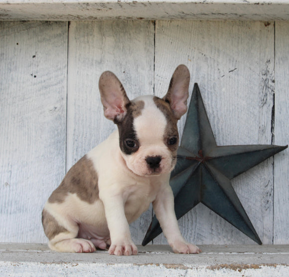 Frenchton For Sale Millersburg OH Male-Bentley