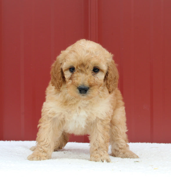 Mini Aussiedoodle For Sale Holmesville OH Female-Maple