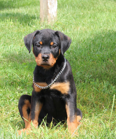 AKC Registered Rottweiler For Sale Sugarcreek OH Male-Arty