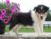 Collie Lassie For Sale Fredericksburg OH Male-Manuel