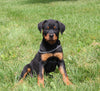 AKC Registered Rottweiler For Sale Sugarcreek OH Male-Arty