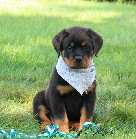 AKC Registered Rottweiler For Sale Sugarcreek OH Male-Bruno