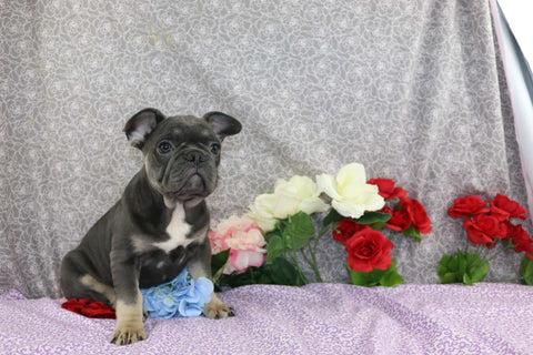 AKC Registered French Bulldog For Sale Wooster OH Male-Vance