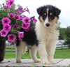 Collie Lassie For Sale Fredericksburg OH Female-Maggie