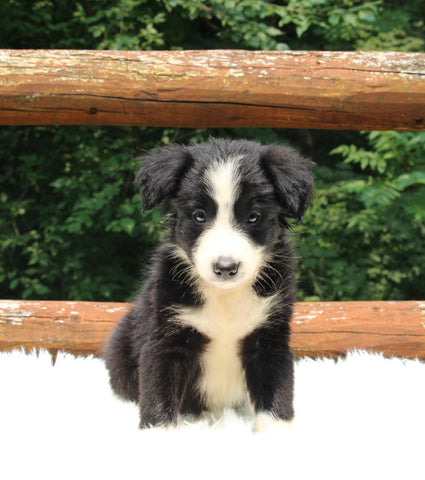 ABCA Registered Border Collie For Sale Warsaw OH Male-Buddy