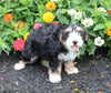 Mini Bernedoodle For Sale Millersburg OH Male-Paxton