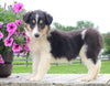 Collie Lassie For Sale Fredericksburg OH Female-Maggie