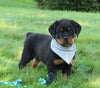 AKC Registered Rottweiler For Sale Sugarcreek OH Male-Bruno