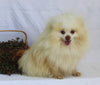 ACA Pomeranian For Sale Millersburg OH Male-Bobby