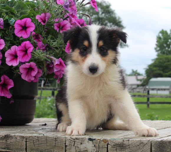 Collie Lassie For Sale Fredericksburg OH Female-Molly
