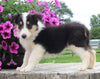 Collie Lassie For Sale Fredericksburg OH Female-Molly