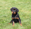 AKC Registered Rottweiler For Sale Sugarcreek OH Female-Harper