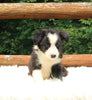 ABCA Registered Border Collie For Sale Warsaw OH Male-Rex