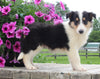 Collie Lassie For Sale Fredericksburg OH Female-Molly